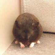 ヒメ日記 2025/09/01 22:22 投稿 ひかる 完熟ばなな札幌・すすきの