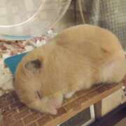 ヒメ日記 2025/09/03 12:49 投稿 ひかる 完熟ばなな札幌・すすきの