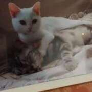 ヒメ日記 2025/10/08 18:49 投稿 ひかる 完熟ばなな札幌・すすきの