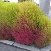 ヒメ日記 2025/10/18 19:29 投稿 ひかる 完熟ばなな札幌・すすきの