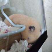 ヒメ日記 2025/11/04 22:20 投稿 ひかる 完熟ばなな札幌・すすきの