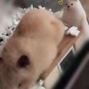 ヒメ日記 2025/11/17 00:09 投稿 ひかる 完熟ばなな札幌・すすきの