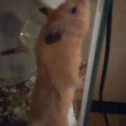 ヒメ日記 2026/01/04 20:19 投稿 ひかる 完熟ばなな札幌・すすきの