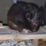 ヒメ日記 2026/03/01 23:08 投稿 ひかる 完熟ばなな札幌・すすきの