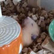 ヒメ日記 2026/03/14 20:09 投稿 ひかる 完熟ばなな札幌・すすきの