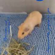 ヒメ日記 2026/05/05 20:29 投稿 ひかる 完熟ばなな札幌・すすきの