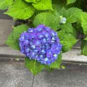 ヒメ日記 2025/05/28 06:12 投稿 ゆうり（花嫁） Yシャツと私