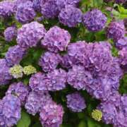 ヒメ日記 2025/06/20 06:57 投稿 珠乃(みの) 人妻城 横浜本店