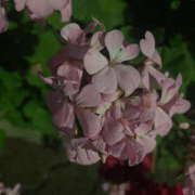 ヒメ日記 2025/06/13 16:57 投稿 らむ ハピネス東京