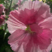 ヒメ日記 2025/06/22 17:07 投稿 らむ ハピネス東京