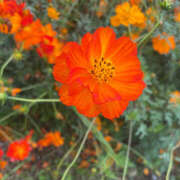 ヒメ日記 2025/07/11 18:37 投稿 らむ ハピネス東京