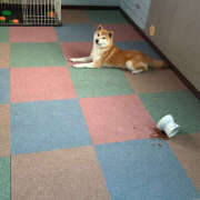 ヒメ日記 2025/09/21 14:57 投稿 らむ ハピネス東京