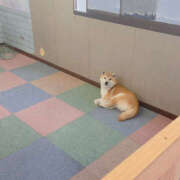 ヒメ日記 2025/11/14 19:10 投稿 らむ ハピネス東京