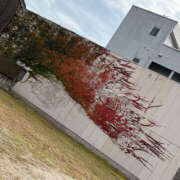 ヒメ日記 2025/11/15 08:47 投稿 らむ ハピネス東京