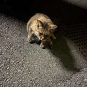 ヒメ日記 2025/12/31 18:07 投稿 らむ ハピネス東京