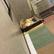 ヒメ日記 2026/01/20 02:07 投稿 らむ ハピネス東京