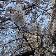 ヒメ日記 2026/03/30 23:17 投稿 らむ ハピネス東京