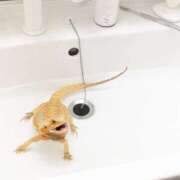 ヒメ日記 2025/10/29 21:26 投稿 あおい ナポレオン