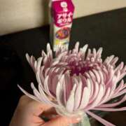 ヒメ日記 2026/02/11 09:10 投稿 あおい ナポレオン