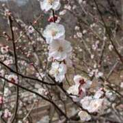 ヒメ日記 2026/02/25 09:15 投稿 あおい ナポレオン