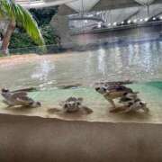 ヒメ日記 2025/04/28 20:08 投稿 あかり ナポレオン