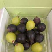 ヒメ日記 2025/09/25 17:06 投稿 あゆ ナポレオン