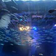 いずみ [お題]from:答えは明日♪さん ナポレオン