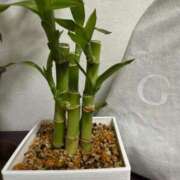 ひなこ 来週の出勤のお知らせ ナポレオン