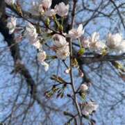 ヒメ日記 2026/03/27 09:07 投稿 ひなこ ナポレオン