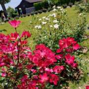 ヒメ日記 2025/07/07 21:03 投稿 ミサキ ナポレオン