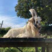 ヒメ日記 2025/06/05 09:02 投稿 ゆいか ナポレオン