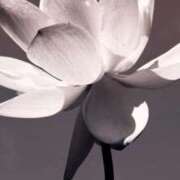 ゆいか ⚠︎1月からの出勤について⚠︎ ナポレオン