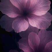 ヒメ日記 2026/01/28 12:37 投稿 ゆいか ナポレオン