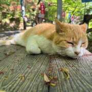 るな ごめんなさいm(._.)m ナポレオン