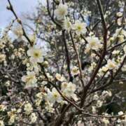 ルル お休みのお知らせ😿 ナポレオン