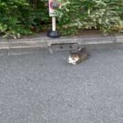 ヒメ日記 2025/07/24 06:22 投稿 かんな 萌えカワ