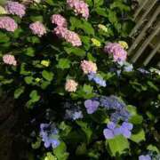 ヒメ日記 2025/06/06 14:39 投稿 穂乃花(ほのか) エリートな人妻たち新宿