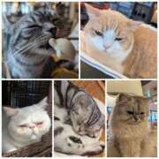 ヒメ日記 2025/11/30 15:20 投稿 白鳥麗 Seirenes (セイレネス)