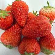 かずの お礼 Seirenes (セイレネス)