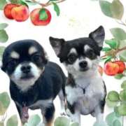 瀬川みおり女王様 わんわんわん🐾 Seirenes (セイレネス)