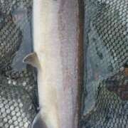 ヒメ日記 2025/05/13 23:49 投稿 ほたる奥様 川崎人妻ソープ Mint(ミント)