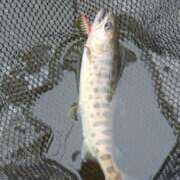 ほたる奥様 山奥～🎵 川崎人妻ソープ Mint(ミント)