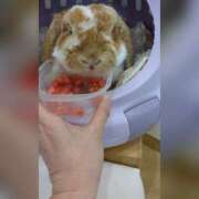 ヒメ日記 2025/09/07 23:41 投稿 あや 風鈴（ふうりん）