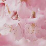 ヒメ日記 2025/04/30 03:15 投稿 さよ 宮崎ちゃんこ都城店