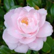 ヒメ日記 2025/05/24 17:45 投稿 さよ 宮崎ちゃんこ都城店