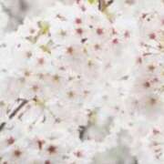 ヒメ日記 2025/06/19 21:45 投稿 さよ 宮崎ちゃんこ都城店