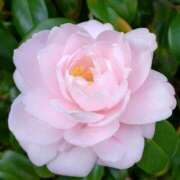 ヒメ日記 2025/07/04 19:45 投稿 さよ 宮崎ちゃんこ都城店