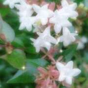 ヒメ日記 2025/08/29 17:15 投稿 さよ 宮崎ちゃんこ都城店