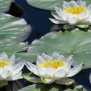 ヒメ日記 2025/10/23 02:06 投稿 さよ 宮崎ちゃんこ都城店