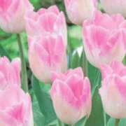 ヒメ日記 2026/01/03 00:45 投稿 さよ 宮崎ちゃんこ都城店